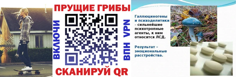 Псилоцибиновые грибы Psilocybine cubensis Дудинка